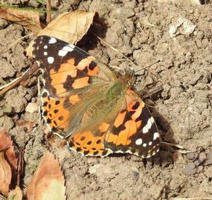 Close-up of butterfly