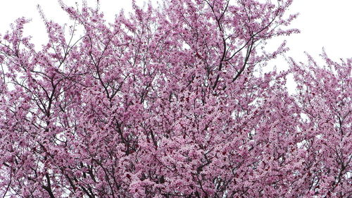 Low angle view of pink cherry blossoms in spring