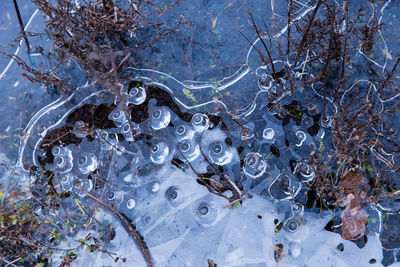 Close-up of snow on tree