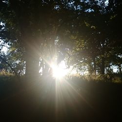 Low angle view of trees against sky