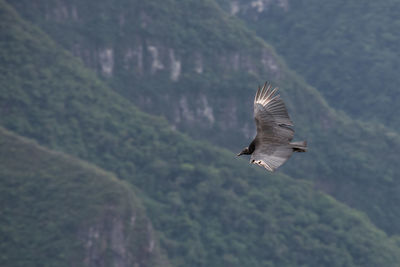 Bird flying in a mountain