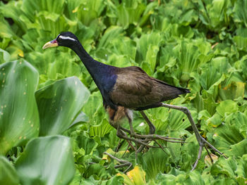 Close-up of bird perching on a plant