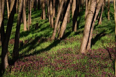 Scenic view of flowering trees in forest