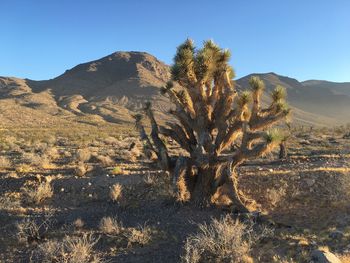 Joshua tree growing at desert