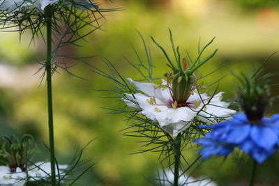 Close-up of white flowers blooming outdoors