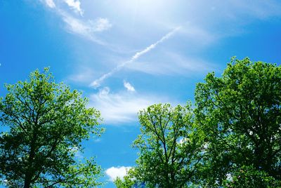 Low angle view of trees against blue sky