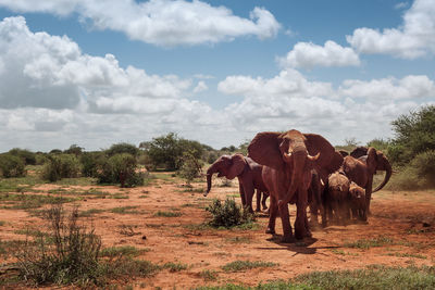 Cows standing on field against sky