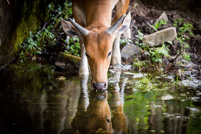 Cow drinking water from pond