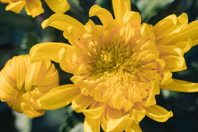 Close-up of yellow chrysanthemum flower
