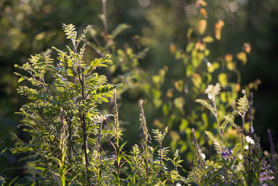 Close-up of plants