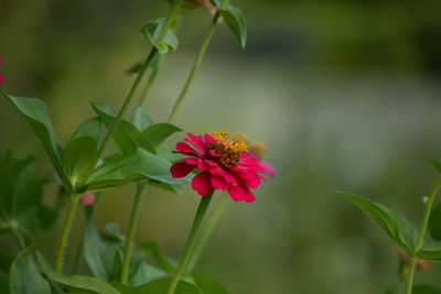 Close-up of pink flowering plant