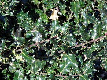 Full frame shot of spider web on plants