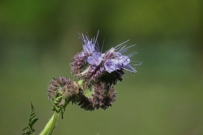 Close-up of purple thistle flower