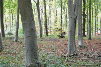 Trees growing in forest