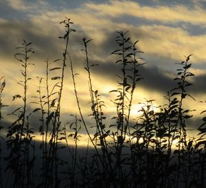 Close-up of silhouette plants against dramatic sky