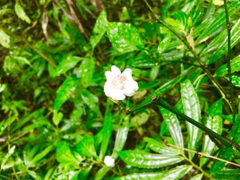 Close-up of flower blooming outdoors