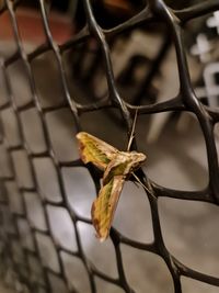 Close-up of dried leaf on plant