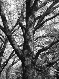 Low angle view of bare tree