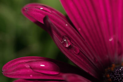 Close-up of raindrops on pink flower
