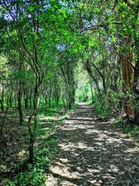 Footpath amidst trees in forest