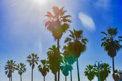 Low angle view of coconut palm trees against blue sky