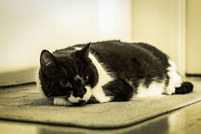 Close-up of cat lying on doormat