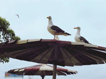 Low angle view of seagulls perching on roof against sky