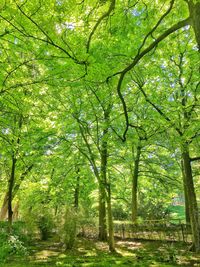 Trees in forest