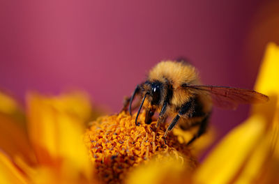 Bee collecting nectar on an orange flower