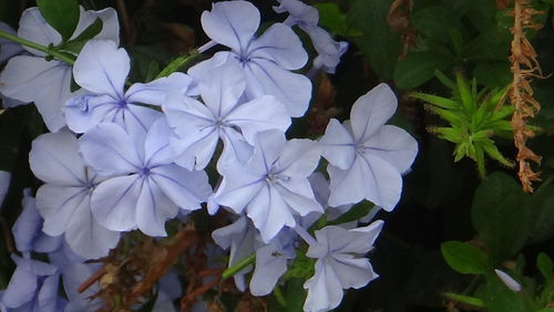 Close-up of purple flowers blooming outdoors