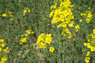 Close-up of yellow flowers blooming in field