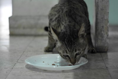 Close-up of cat eating