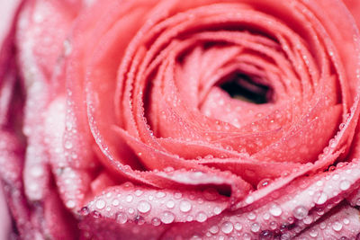 Full frame shot of wet buttercup flower