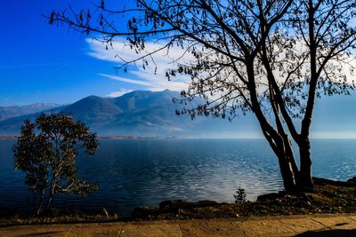 Tree by lake against sky