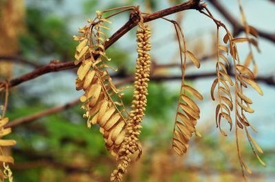 Close-up of plant