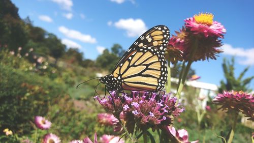 Close-up of butterfly on purple flower