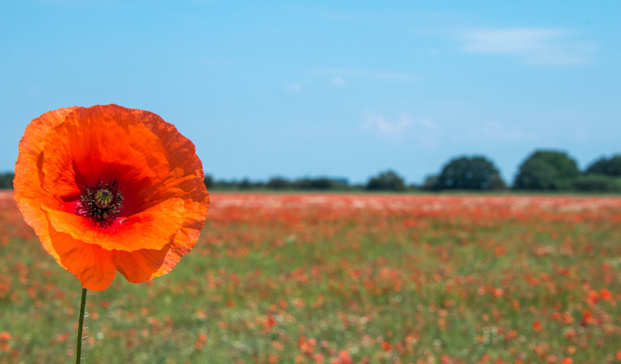 CLOSE-UP OF RED POPPY FLOWER ON FIELD