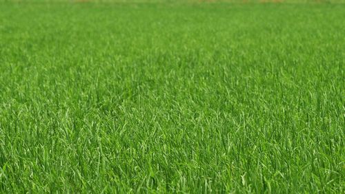 Full frame shot of rice field