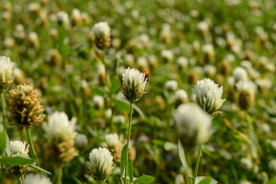 Close-up of white flowering plants on field