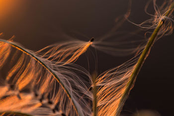 Close-up of crops against sky at night