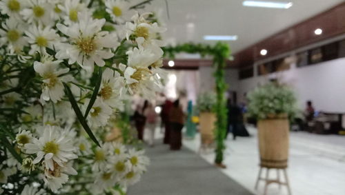 Close-up of white flowers in vase