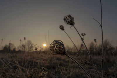 Close-up of plant on field against sky at sunset