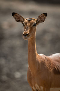 Close-up of female common impala in sun