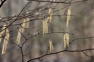 Low angle view of bare tree branches