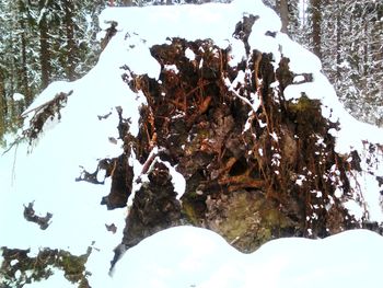 Close-up of snow on tree by lake against sky