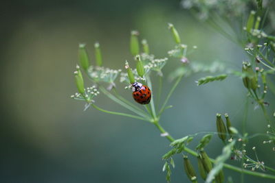 Close-up of ladybug on leaf