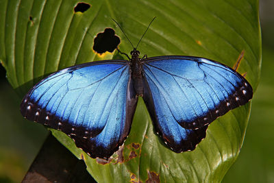 Close-up of butterfly perching on leaf