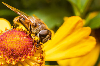 Close-up of bee pollinating on yellow flower