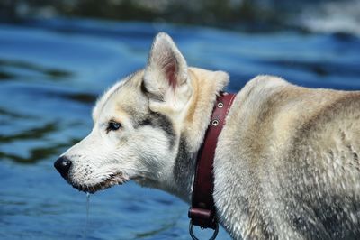 Dog looking away