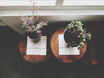 Close-up of potted plant on table at home